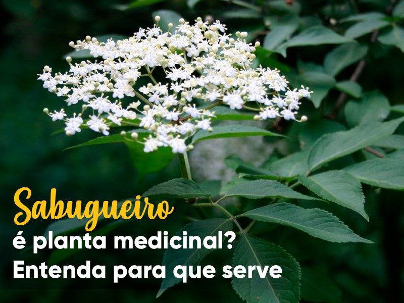 Sabugueiro: � planta medicinal? Entenda para que serve